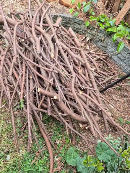 Photo of free Fire wood collect from ME5 8PZ (Lords Wood ME5) #1