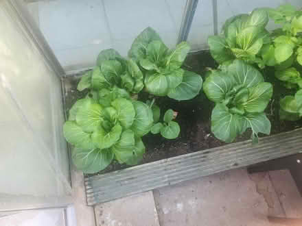 Photo of free 4 Pak Choi (clayton le woods PR6) #1