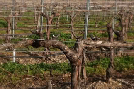 Photo of Mature Grapevines (Redwood City) #1