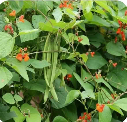 Photo of free Scarlet emperor runner beans (Dublin central) #2