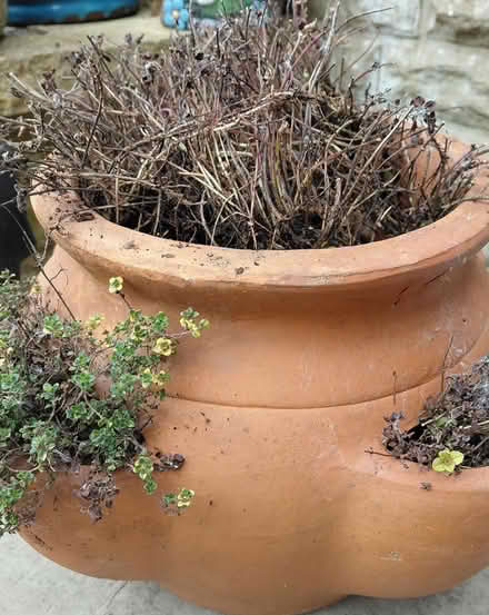 Photo of free Terracotta Pot (Sheffield S12) #1
