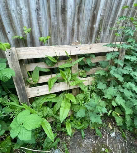 Photo of free Wooden Pallet x2 (BR6) #2