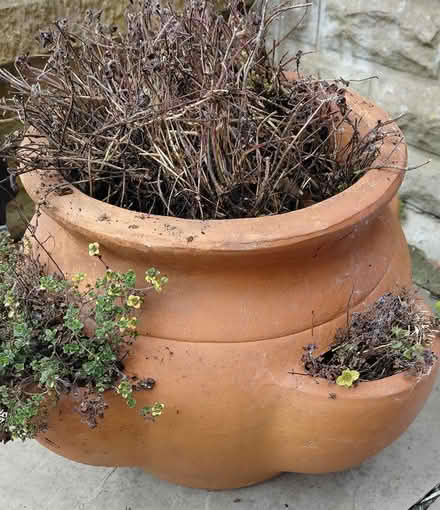 Photo of free Terracotta Pot (Sheffield S12) #2