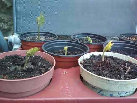Photo of free Scarlet emperor runner beans (Dublin central) #1