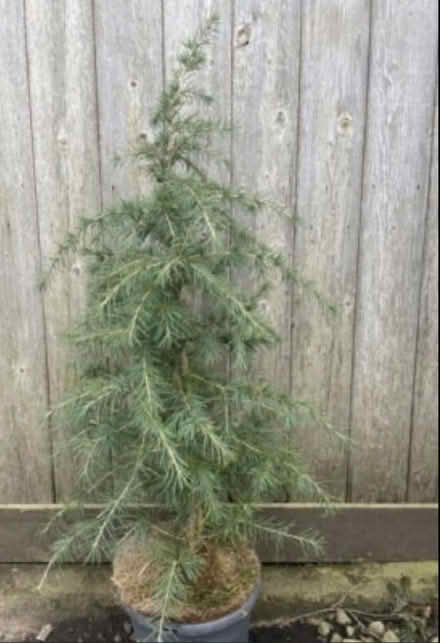Photo of Níspero and Indian Cedar tree (Lancaster Gate W2) #2