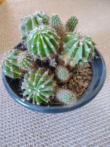 Photo of free Cactus (Pensby CH61) #1