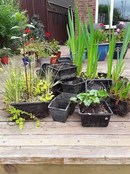 Photo of free Pond Planters and Plants (Chipping Sodbury) #1