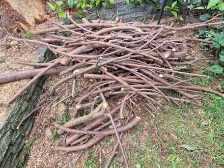 Photo of free Fire wood collect from ME5 8PZ (Lords Wood ME5) #3