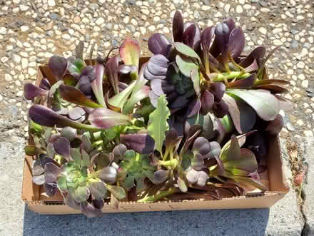 Photo of free Aeonium cuttings (Cupertino) #1