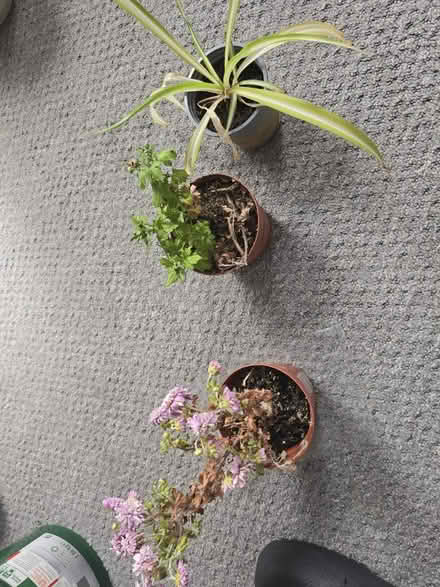 Photo of free Flowers (Tavistock, Bedford) #2
