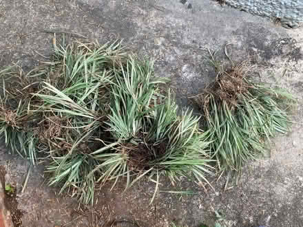 Photo of free Variegated liriope: 100+ plants (Petworth/ Park View) #1