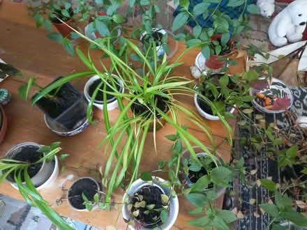 Photo of free House plants (Kittybrewster AB24) #1