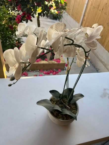 Photo of free Plastic orchid (Stoke on Trent. ST6) #1