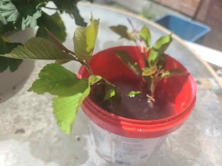 Photo of free Cherry tree (Stella) sapling (Mississauga Ontario Canada) #1