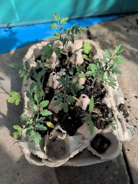 Photo of free Tomato 🍅 Seedlings Plants (Stonehouse) #1