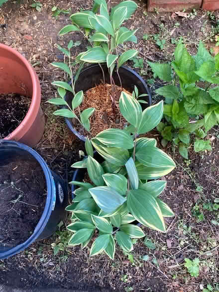 Photo of free 2 pots of Solomon’s seal (Petworth/ Park View) #1