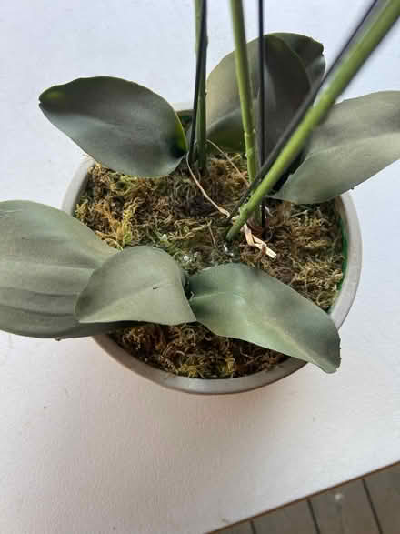 Photo of free Plastic orchid (Stoke on Trent. ST6) #2