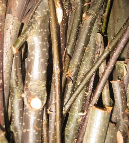 Photo of free Firewood (Old Kesgrave IP5) #1