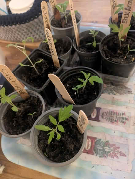 Photo of free Tomato plants (Grantham) #1