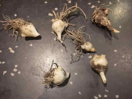 Photo of free Babington leek bulbs (Littleborough centre OL15) #1