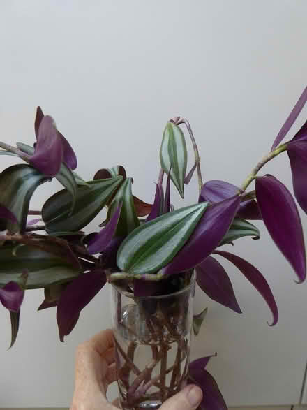 Photo of free Healthy Tradescanthia (Bray) #1