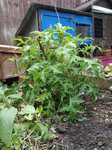 Photo of free Globe Thistle Plant (Sheldon B92) #1