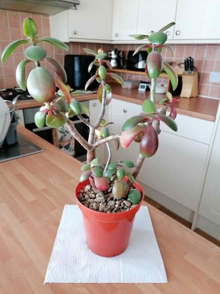 Photo of free Jade plant (Langney BN23) #1