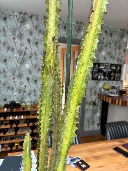 Photo of free Cactus (Havant PO9) #2