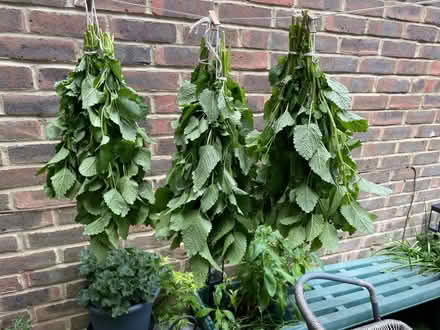Photo of free Pesticide-free lemon balm (Horley RH6) #1