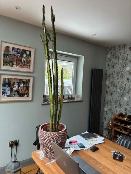 Photo of free Cactus (Havant PO9) #1