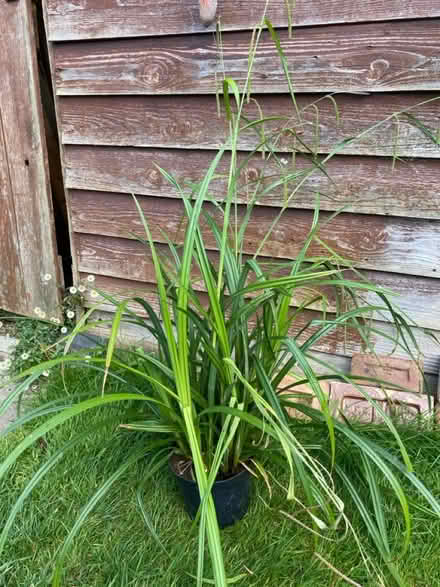 Photo of free Ornamental (Waterlooville PO7) #1