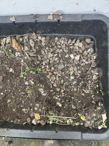 Photo of free Garden stones (Hartington Road BN2) #4