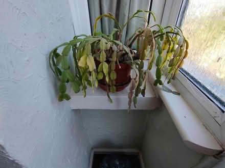 Photo of free Two zygocactus (isleworth) #2