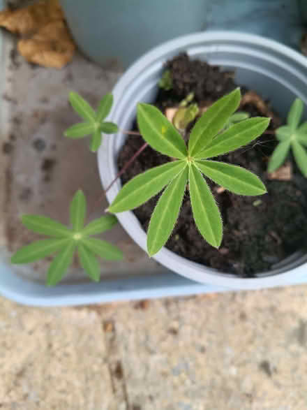 Photo of free Lupin (Sherrard's Green WR14) #1