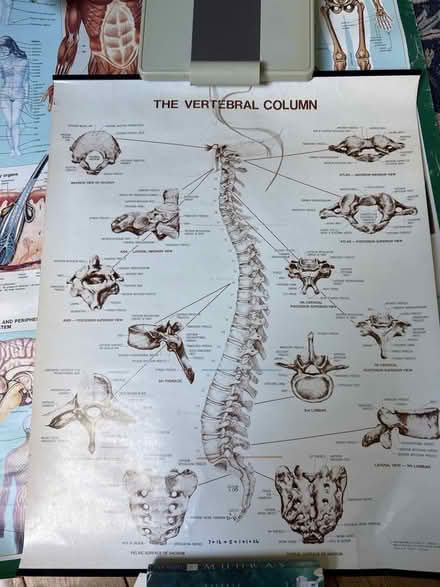Photo of free Anatomy posters (Sea Palling NR12) #2
