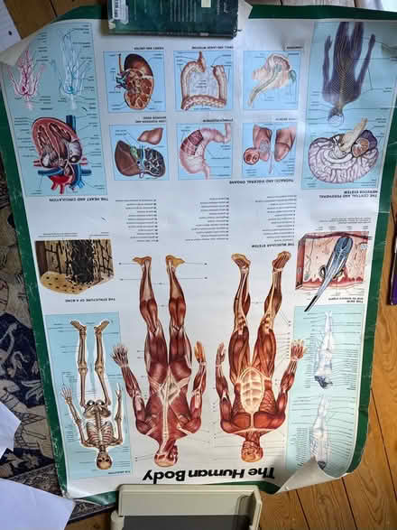 Photo of free Anatomy posters (Sea Palling NR12) #1