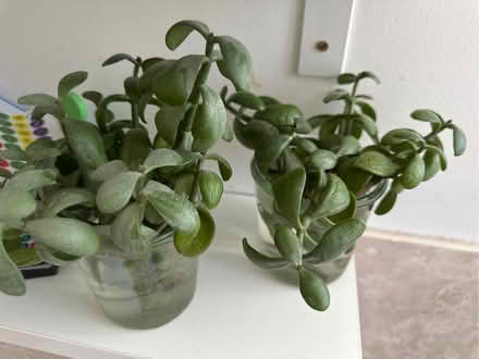 Photo of free plant cuttings (Erith DA8) #1