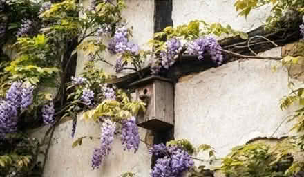 Photo of Wisteria or grapes - climber (Matlock DE4) #1