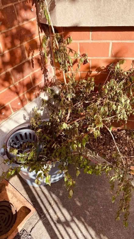 Photo of free Plant cuttings (Sharrow S11) #1