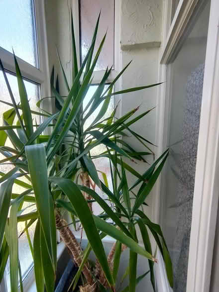 Photo of free Yucca plant (isleworth) #1