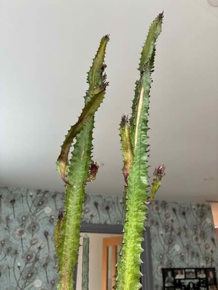 Photo of free Cactus (Havant PO9) #3
