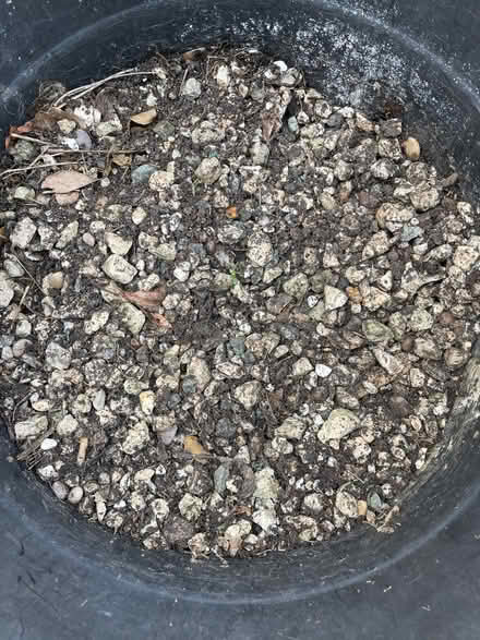 Photo of free Garden stones (Hartington Road BN2) #2