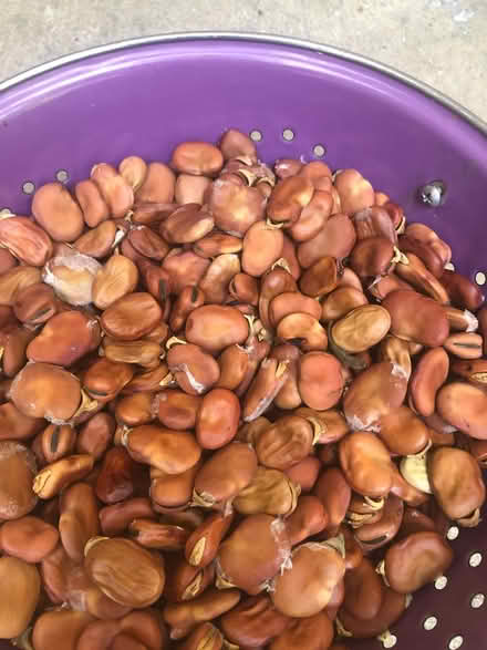 Photo of free Dried Fava beans (Cambrian) #1