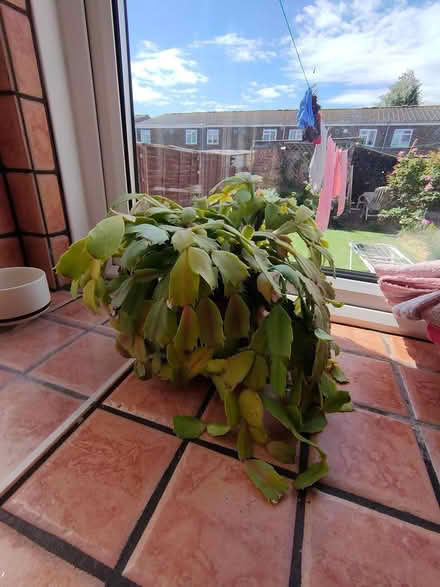Photo of free Two zygocactus (isleworth) #1
