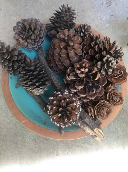 Photo of free Pinecones (Cambrian) #1