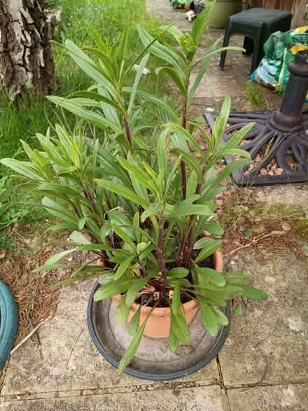 Photo of free Shasta daisy clump (Sherrard's Green WR14) #1
