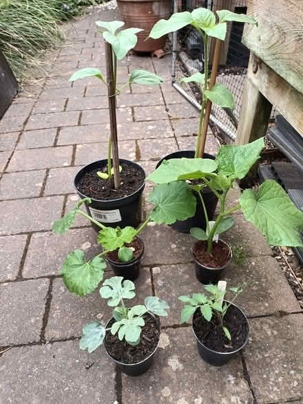 Photo of free Plants (Fareham PO16) #1