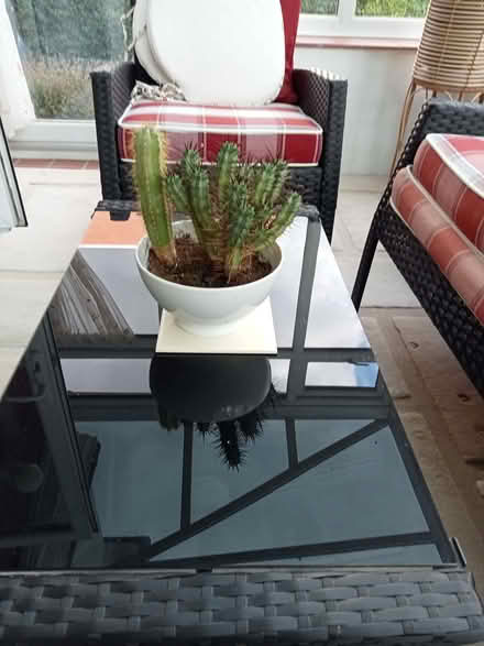 Photo of free Cactii (Drayton PO6) #1