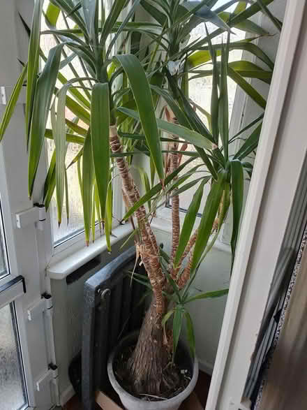 Photo of free Yucca plant (isleworth) #2