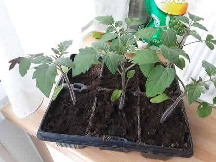 Photo of free Tomato plants (Hitchin SG5) #1